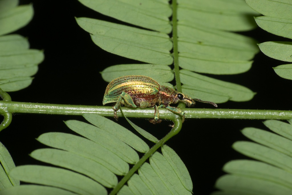 Phaopsis laetus