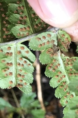 Dryopteris clintoniana