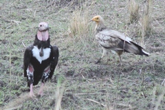 Red-Headed Vulture photo 3