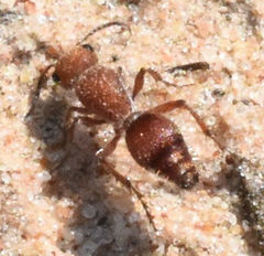 Dasymutilla scaevola