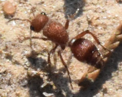 Dasymutilla scaevola