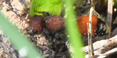 Dasymutilla creon