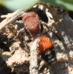 Dasymutilla creon