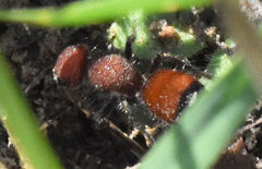 Dasymutilla creon