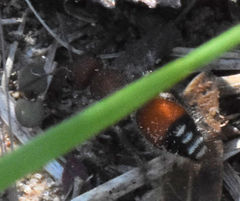 Dasymutilla creon