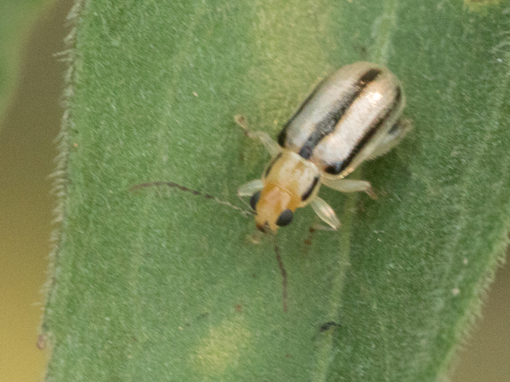 Systena plagiata