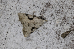 Herminodes subclara