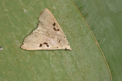Herminodes subclara