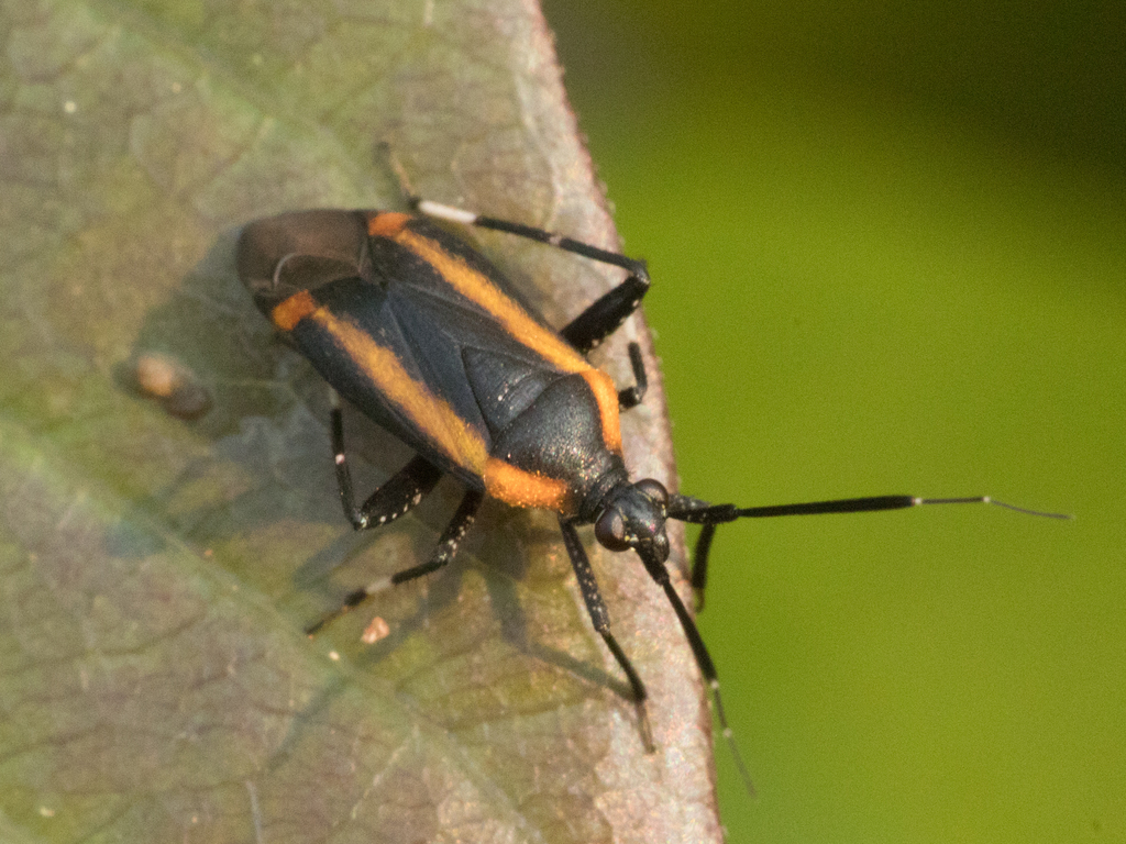 Taedia typica