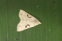 Herminodes subclara