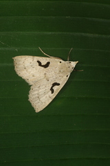 Herminodes subclara