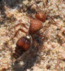 Dasymutilla scaevola