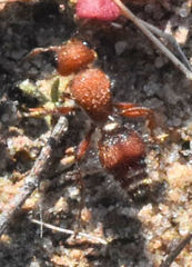 Dasymutilla scaevola