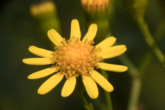 Senecio brasiliensis