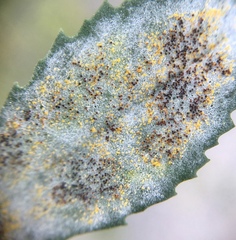 Erysiphe trifoliorum