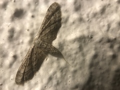 Idaea longaria