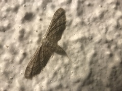 Idaea longaria