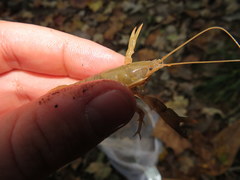Cambarus tenebrosus