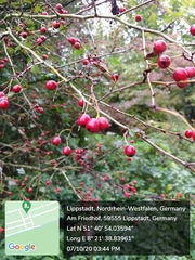 Crataegus