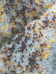 Erysiphe trifoliorum