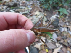 Cambarus tenebrosus