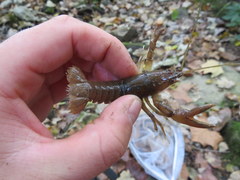 Cambarus tenebrosus