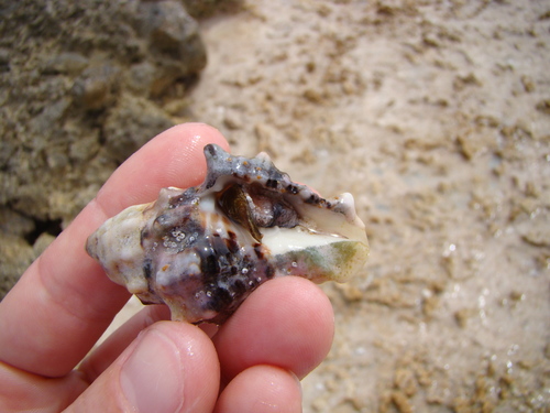 Vasum armatum