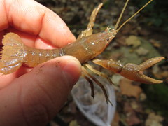 Cambarus tenebrosus