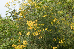 Senecio brasiliensis