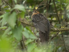 Dromococcyx pavoninus