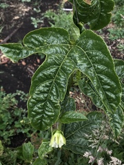 Passiflora edulis
