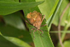 Spartocerini