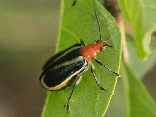 Lema apicalis