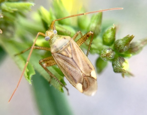 Liucerninė Žolblakė nuotrauka