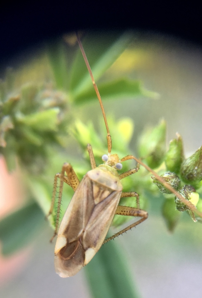 Adelphocoris