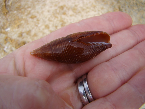 Strigatella coffea