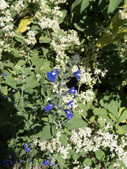 Salvia chamaedryoides