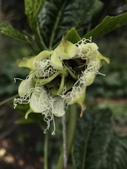 Passiflora edulis