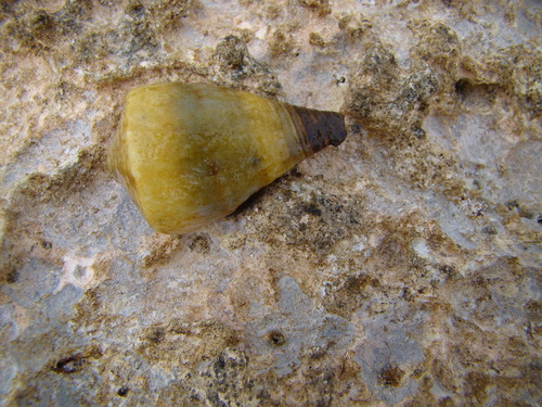Conus miles