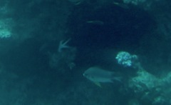 Amblyglyphidodon leucogaster