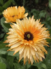 Calendula