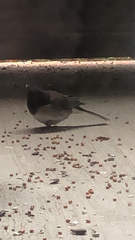 Junco hyemalis