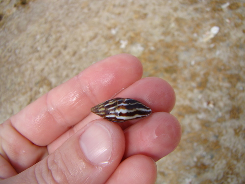 Strigatella paupercula