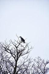 Geranoaetus polyosoma polyosoma