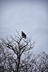 Geranoaetus polyosoma polyosoma