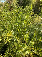 Salix lutea