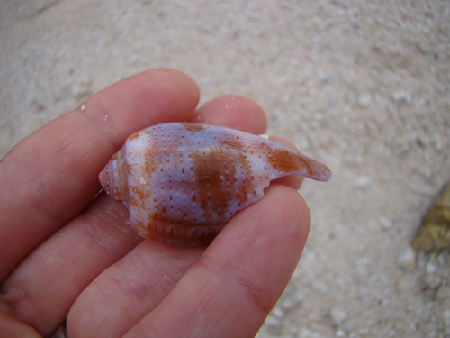 Conus tulipa