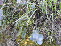 Daviesia leptophylla