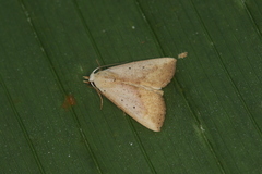 Hyamia palpitatalis