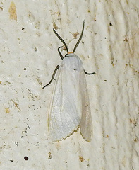 Pygarctia flavidorsalis